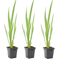 Bloomique Plantes De Bassin | - Lot de 3 - iris pseudacorus - iris jaune - plantes de bassin - hauteur 20-30 cm - pot 9 cm
