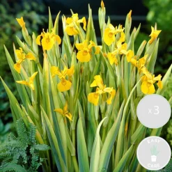 Bloomique Plantes De Bassin | - Lot de 3 - iris pseudacorus - iris jaune - plantes de bassin - hauteur 20-30 cm - pot 9 cm