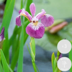 Bloomique Plantes De Bassin | - Lot de 3 - iris versicolor - iris versicolore - plantes de bassin - hauteur 20-30 cm - pot 9 cm