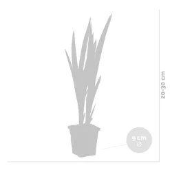 Bloomique Plantes De Bassin | - Lot de 3 - iris versicolor - iris versicolore - plantes de bassin - hauteur 20-30 cm - pot 9 cm