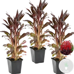 Bloomique Plantes De Bassin | - Lot de 3 - lobelia queen victoria - lobélie écarlate - rouge - hauteur 20-30 cm - pot 9 cm