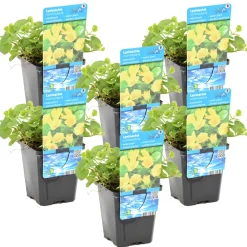 Bloomique - Lot de 6 - lysimachia nummularia - herbe aux écus - plantes de bassin - 10-20 cm de haut - pot 9 cm New