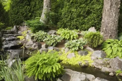 Bloomique Plantes De Bassin | - Lot de 3 - lysimachia nummularia - herbe aux écus - plantes de bassin - 10-20 cm de haut - pot 9 cm