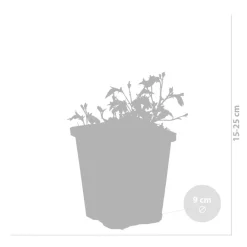 Bloomique - Lot de 3 - mazus reptans - mazus rampant - plantes de bassin - hauteur 10-20 cm - pot 9 cm Online