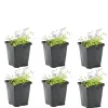Bloomique - Lot de 6 - mazus reptans - mazus rampant - plantes de bassin - hauteur 10-20 cm - pot 9 cm Sale