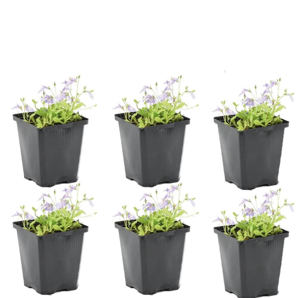 Bloomique - Lot de 6 - mazus reptans - mazus rampant - plantes de bassin - hauteur 10-20 cm - pot 9 cm Sale
