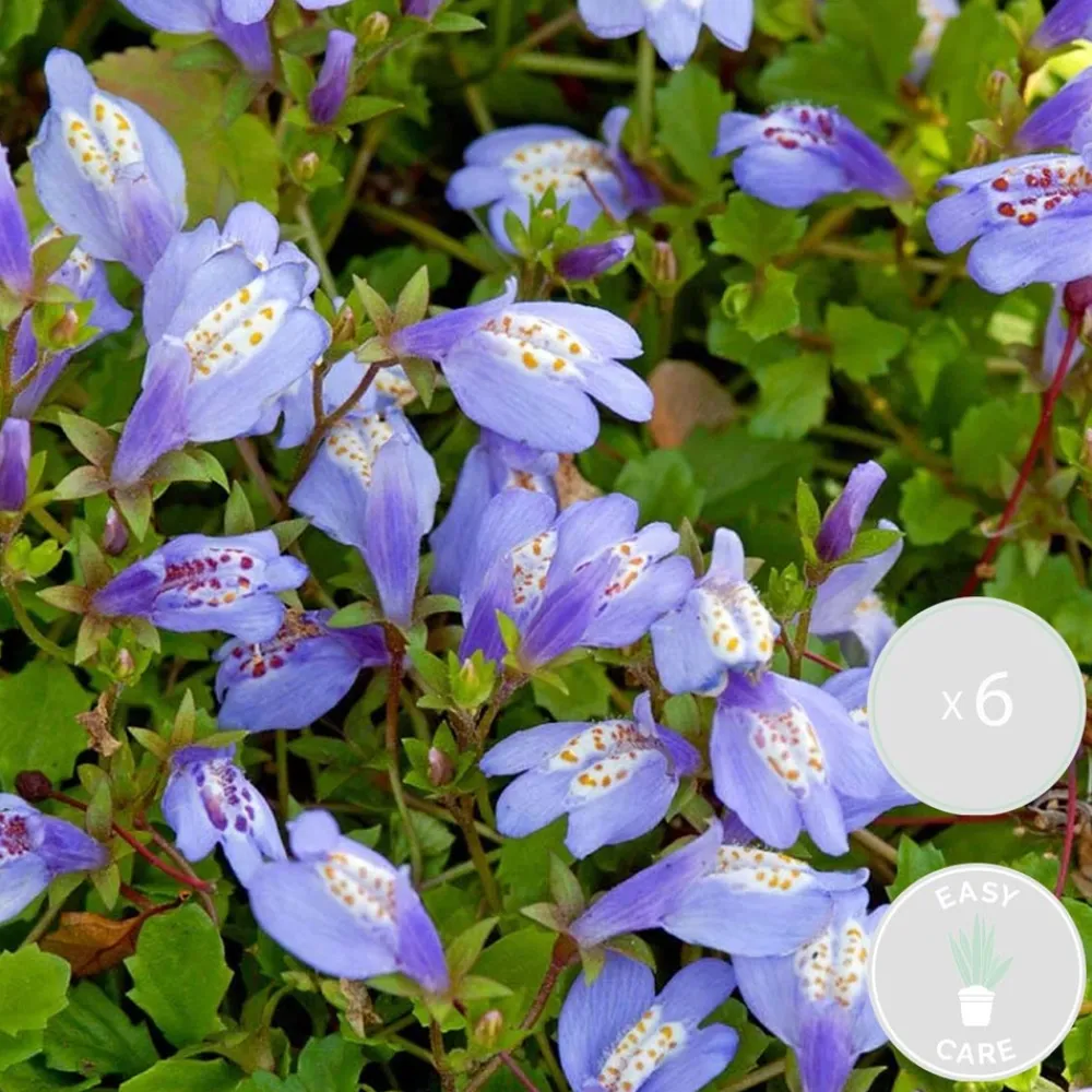 Bloomique - Lot de 6 - mazus reptans - mazus rampant - plantes de bassin - hauteur 10-20 cm - pot 9 cm Sale