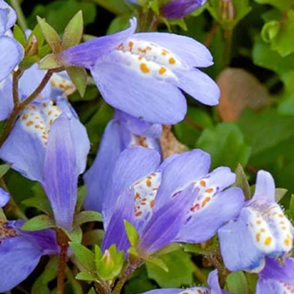 Bloomique - Lot de 6 - mazus reptans - mazus rampant - plantes de bassin - hauteur 10-20 cm - pot 9 cm Sale