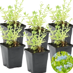 Bloomique Plantes De Bassin | - Lot de 6 - myosotis palustris - myosotis des marais - hauteur 10-20 cm - pot 9 cm