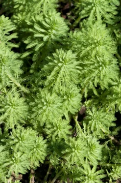 Bloomique - Lot de 2 - myriophyllum red stem - myriophylle rouge - hauteur 10-20 cm - pot 11 cm Best