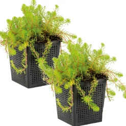 Bloomique - Lot de 2 - myriophyllum red stem - myriophylle rouge - hauteur 10-20 cm - pot 11 cm Best
