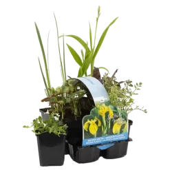 Bloomique Plantes De Bassin | - Lot de 6 - plantes de bassin indigènes - zones de bassin 1-2-3 - 15-25 cm de haut - pot 9 cm