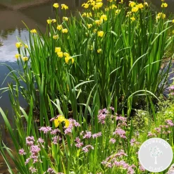 Bloomique Plantes De Bassin | - Lot de 6 - plantes de bassin fleuries - zones de bassin 1-2 - 15-25 cm de haut - pot 9 cm