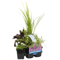 Bloomique - Lot de 6 - plantes de bassin parfumées - zones de bassin 1-2 - 15-25 cm de haut - pot 9 cm Clearance