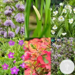 Bloomique - Lot de 6 - plantes de bassin parfumées - zones de bassin 1-2 - 15-25 cm de haut - pot 9 cm Clearance