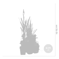 Bloomique - Lot de 6 - plantes de bassin parfumées - zones de bassin 1-2 - 15-25 cm de haut - pot 9 cm Clearance