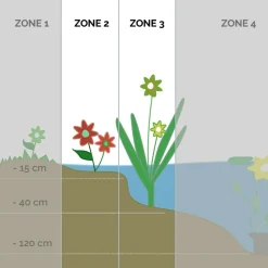 Bloomique - Lot de 6 - plantes de bassin parfumées - zones de bassin 1-2 - 15-25 cm de haut - pot 9 cm Clearance