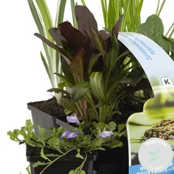 Bloomique - Lot de 6 - plantes de bassin purifiantes - zones de bassin 1-2 - 15-25 cm de haut - pot 9 cm Discount