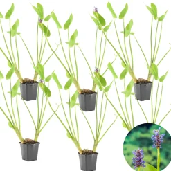 Bloomique - Lot de 6 - pontederia cordata - jacinthe d’eau - pontédérie - hauteur 10-20 cm - pot 9 cm Outlet