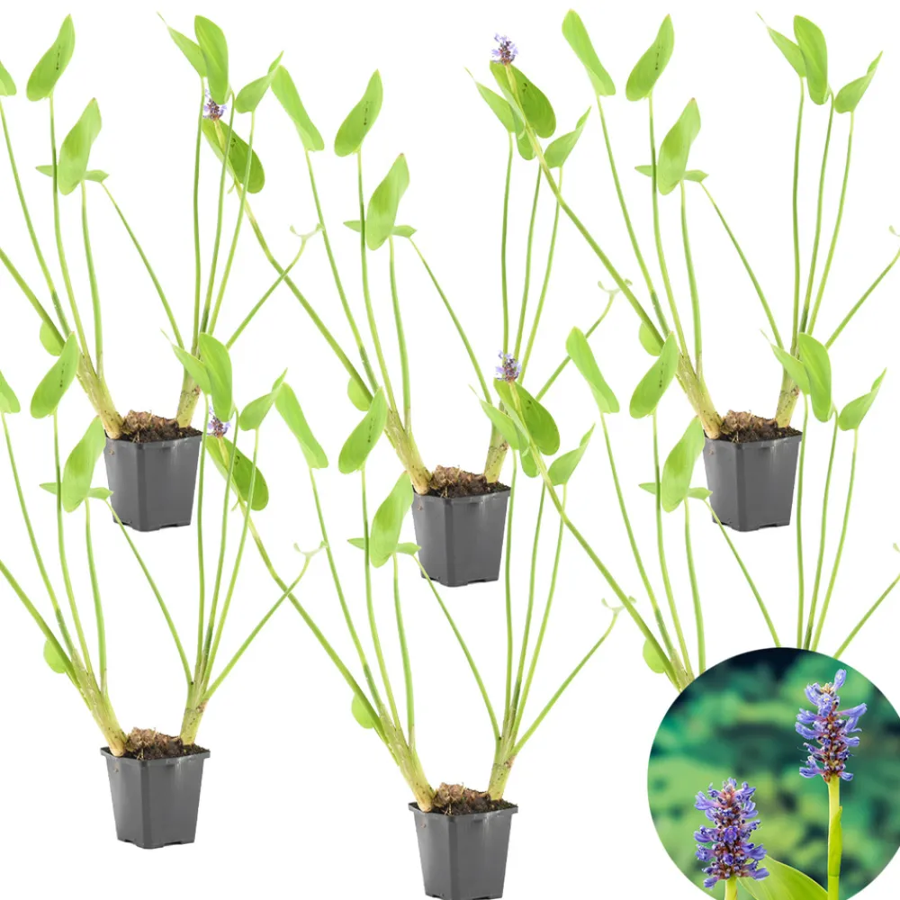 Bloomique - Lot de 6 - pontederia cordata - jacinthe d’eau - pontédérie - hauteur 10-20 cm - pot 9 cm Outlet