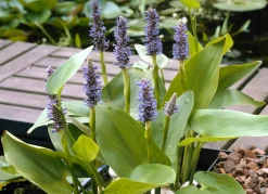 Bloomique - Lot de 6 - pontederia cordata - jacinthe d’eau - pontédérie - hauteur 10-20 cm - pot 9 cm Outlet