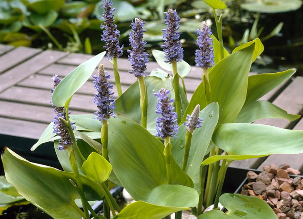 Bloomique - Lot de 6 - pontederia cordata - jacinthe d’eau - pontédérie - hauteur 10-20 cm - pot 9 cm Outlet
