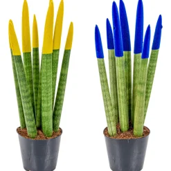 Bloomique Plantes Vertes | - Lot de 2 - sansevieria velvet touch - langue de belle-mère - 20-30 cm de haut - pot 9 cm