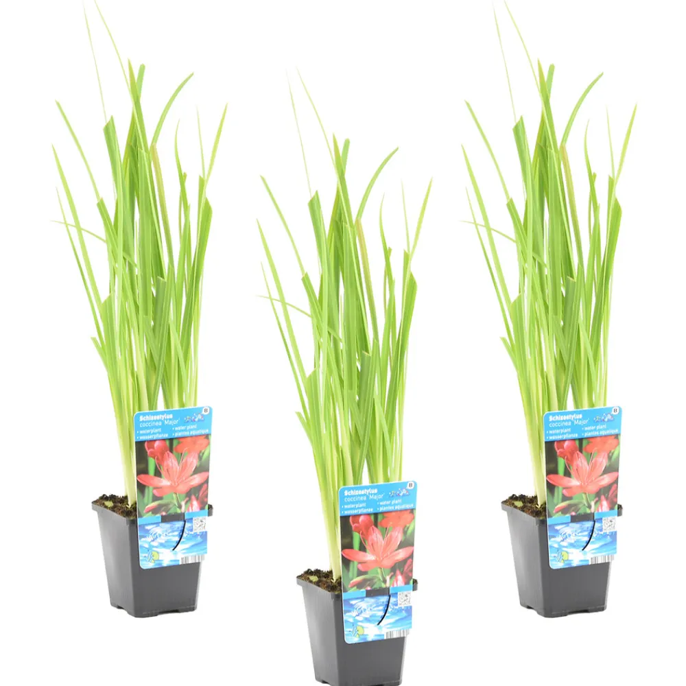 Bloomique Plantes De Bassin | - Lot de 3 - schizostylis 'mrs hegarty' - lis des cafres rose - 10-20 cm de haut - pot 9 cm