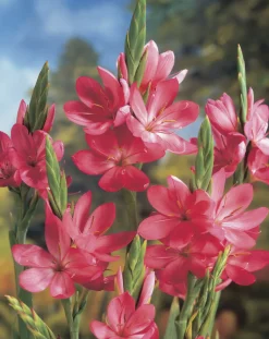 Bloomique Plantes De Bassin | - Lot de 3 - schizostylis 'mrs hegarty' - lis des cafres rose - 10-20 cm de haut - pot 9 cm