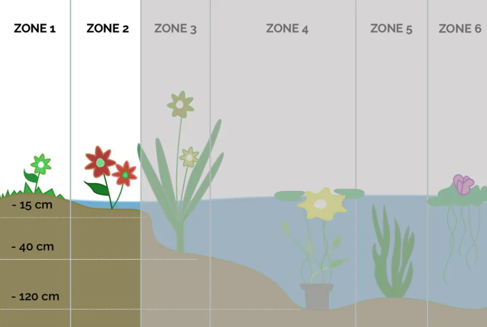 Bloomique Plantes De Bassin | - Lot de 3 - schizostylis 'mrs hegarty' - lis des cafres rose - 10-20 cm de haut - pot 9 cm