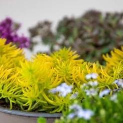 Bloomique - Lot de 6 - sedum - orpin - plantes de jardin - résistante au gel - 10-15 cm de haut - pot 14 cm Sale
