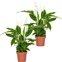Bloomique Plantes Fleuries | - Lot de 2 - spathiphyllum - fleur de lune - plantes d’intérieur - hauteur 30-40 cm - pot 12 cm