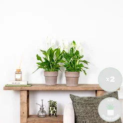Bloomique Plantes Fleuries | - Lot de 2 - spathiphyllum - fleur de lune - plantes d’intérieur - hauteur 30-40 cm - pot 12 cm