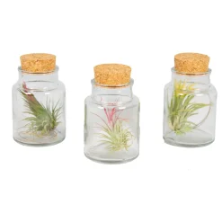 Bloomique Plantes Fleuries | - Lot de 3 - tillandsia en verre - plantes aériennes - plantes d’intérieur - taille 5-15 cm
