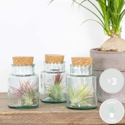 Bloomique Plantes Fleuries | - Lot de 3 - tillandsia en verre - plantes aériennes - plantes d’intérieur - taille 5-15 cm