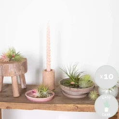 Bloomique - Lot de 10 - tillandsia - plantes aériennes - dépolluantes - très faciles d’entretien - 5-15 cm Sale