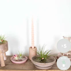 Bloomique Plantes Fleuries | - Lot de 5 - tillandsia - plantes aériennes - dépolluantes - très faciles d’entretien - 5-15 cm