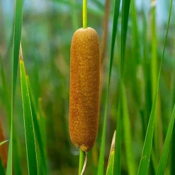 Bloomique Plantes De Bassin | - Lot de 6 - typha latifolia - grand massette - cigare des marais - 15-25 cm de haut - pot 9 cm