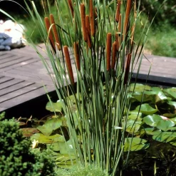 Bloomique Plantes De Bassin | - Lot de 3 - typha latifolia - grand massette - cigare des marais - 15-25 cm de haut - pot 9 cm