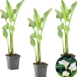 Bloomique - Lot de 3 - zantedeschia aethiopica - arum blanc - plantes de bassin - 10-20 cm de haut - pot 9 cm Online