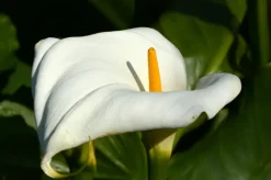 Bloomique - Lot de 3 - zantedeschia aethiopica - arum blanc - plantes de bassin - 10-20 cm de haut - pot 9 cm Online