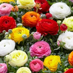 Bloomique - Mélange de 50 - renoncule - renoncule - bouton d'or - mélange de couleurs - pousse jusqu'à 30-40 cm Discount