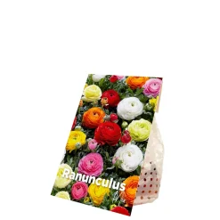 Bloomique - Mélange de 50 - renoncule - renoncule - bouton d'or - mélange de couleurs - pousse jusqu'à 30-40 cm Discount