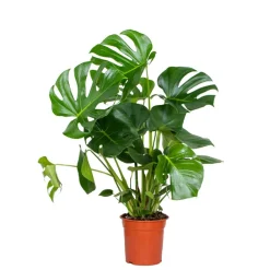 Bloomique - Monstera deliciosa - plante à trous - plantes d’intérieur - hauteur 70-80 cm - pot 21 cm Clearance