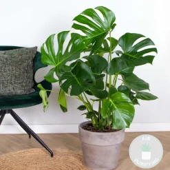 Bloomique - Monstera deliciosa - plante à trous - plantes d’intérieur - hauteur 70-80 cm - pot 21 cm Clearance