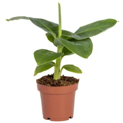 Bloomique Plantes Vertes | - Musa dwarf cavendish - bananier nain - plante d’intérieur - 20-30 cm de haut - pot 12 cm