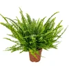Bloomique - Nephrolepis green lady - fougère de boston - plante d’intérieur - 20-30 cm de haut - pot 12 cm