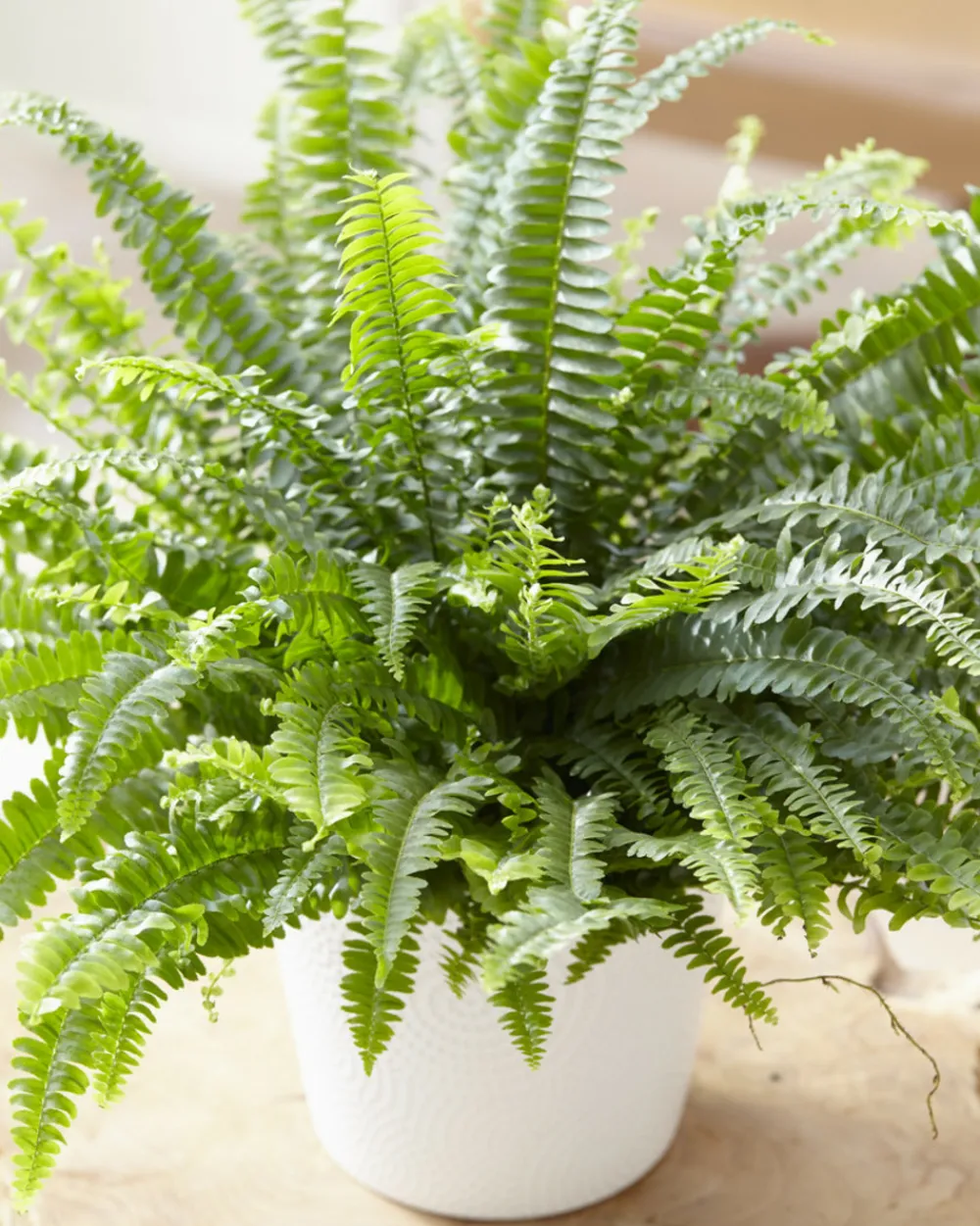 Bloomique - Nephrolepis green lady - fougère de boston - plante d’intérieur - 20-30 cm de haut - pot 12 cm