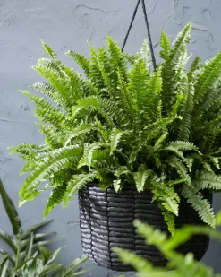 Bloomique - Nephrolepis green lady - fougère de boston - plante d’intérieur - 20-30 cm de haut - pot 12 cm