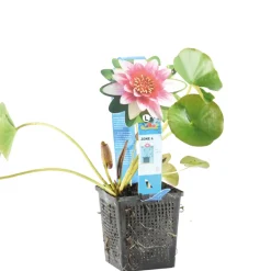 Bloomique Plantes De Bassin | - Nymphaea attraction - nénuphar - rouge - plantes de bassin - hauteur 10-20 cm - pot 11 cm